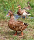 Duck Group Royalty Free Stock Photo