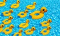 Duck with group of many baby ducklings swim in the pool Royalty Free Stock Photo