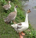 Group of duck Royalty Free Stock Photo