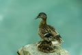Duck guarding it's chicks Royalty Free Stock Photo