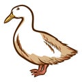 Duck hand drawn icon. Waterbird. Domestic bird. Barnyard fowl. Poultry farm. Royalty Free Stock Photo