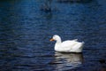 Duck happy swimming in the creek