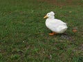 Duck with hat Royalty Free Stock Photo