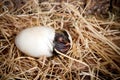 Duck hatch Royalty Free Stock Photo