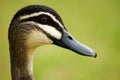 Duck head Royalty Free Stock Photo