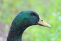 Duck head Royalty Free Stock Photo