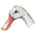 Duck head farm bird isolated. Watercolor background illustration set. Isolated duck illustration element. Royalty Free Stock Photo