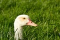 Duck head poking out of grass Royalty Free Stock Photo