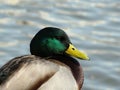 Duck head Royalty Free Stock Photo