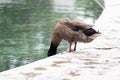 Duck at side of pond looking in water for food