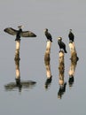 Duck Heron sea reflection natural nature