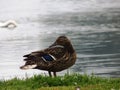 Duck at The Hirsel, Coldstream, Berwickshire Scotland