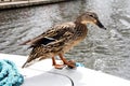 Duck Hitching A Ride Royalty Free Stock Photo