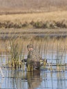 Duck Hunter Royalty Free Stock Photo