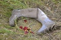 Duck hunter drops boots and shells on ground