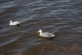 Duck hunting. Hunting with decoy ducks on the lake Royalty Free Stock Photo