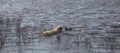 Duck hunting. Hunting with decoy ducks on the lake Royalty Free Stock Photo