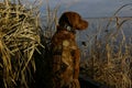 Duck Hunting Dog Royalty Free Stock Photo