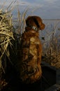 Duck Hunting Dog Royalty Free Stock Photo