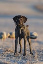 A duck hunting dog in a grain field Royalty Free Stock Photo