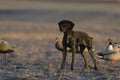 A duck hunting dog in a grain field Royalty Free Stock Photo