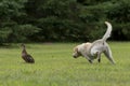 Duck Hunting Dog Royalty Free Stock Photo