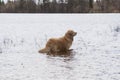 Duck hunting on the lake. Duck hunting shelter Royalty Free Stock Photo