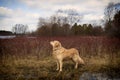 Duck hunting on the lake. Duck hunting shelter Royalty Free Stock Photo