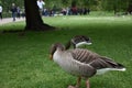 Duck, hyde park Royalty Free Stock Photo