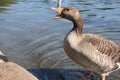 Duck, hyde park Royalty Free Stock Photo