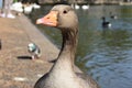 Duck, hyde park Royalty Free Stock Photo