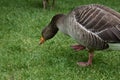 Duck, hyde park Royalty Free Stock Photo