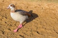 Duck at Hyde Park - London Royalty Free Stock Photo