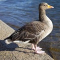 Duck in Hyde Park Royalty Free Stock Photo