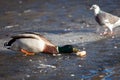 Duck on ice reaching for bread Royalty Free Stock Photo