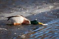 Duck on ice reaching for bread Royalty Free Stock Photo