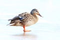 Duck on ice spring bird