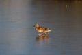 Duck on ice