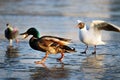 Duck on the ice in winter Royalty Free Stock Photo