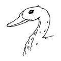 Duck icon. Vector of waterfowl duck. Duck hand drawn