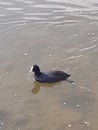 Duck image on the lake