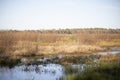 Duck Impoundment Royalty Free Stock Photo