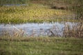 Duck Impoundment Royalty Free Stock Photo