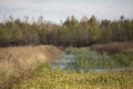 Duck Impoundment Royalty Free Stock Photo