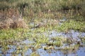 Duck Impoundment Royalty Free Stock Photo