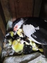 Duck Incubate Eggs For One Month