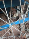 A duck incubated ita egg below the garbage cart Royalty Free Stock Photo