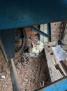 A duck incubated its egg in the below of garbage cart Royalty Free Stock Photo