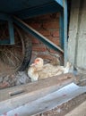 A duck incubated its egg below the garbage cart Royalty Free Stock Photo