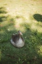 Duck incubating eggs on the grass